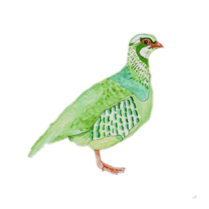 Green Partridge - Nature Loving Artist - Logo